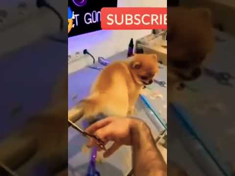 New style dog