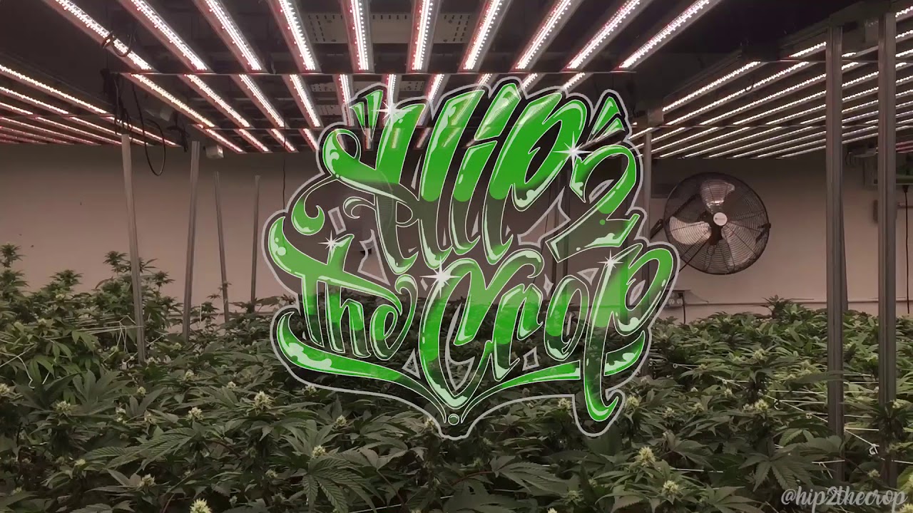 ProGrowTech Full-Spectrum LED Grow Lights