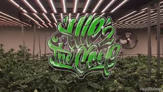 Progrowtech Full-Spectrum Led Grow Lights