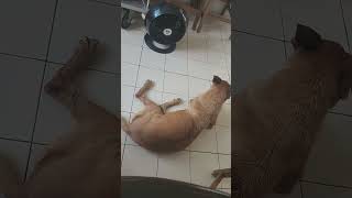 Dog  yangyang  cooled down by yumi ocho vlog 43 views 12 days ago 1 minute, 17 seconds