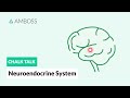 The Neuroendocrine System: Regulatory Processes