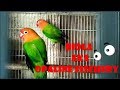 Lovebird Biola Isabel