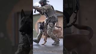 K9 Belgian Malinois: The Ultimate Police Dog #shortfeed #k9dog