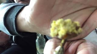 Proper dabs