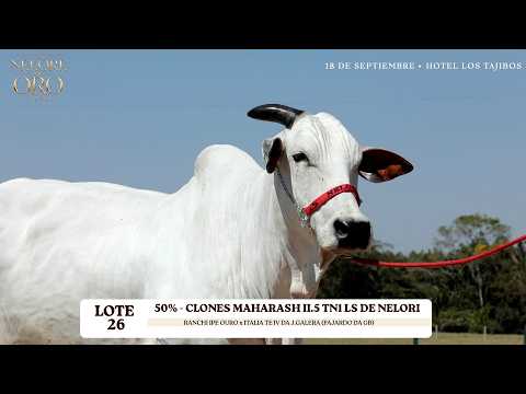LOTE 26   CLONES MAHARASH II
