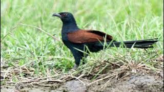 tiếng bìm bịp gọi bổi mới nhất 2022