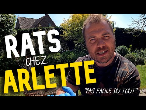 Rats qui traversent un jardin : mon piégeage sur leur autoroute