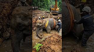 A Crane Performs A Direct Lift To Rescue An Elephant From A Muddy Water Pit, Safely Placing It On.