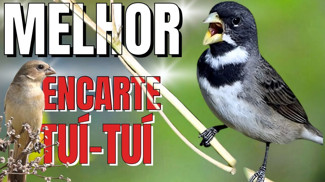 🟢 MELHOR CANTO TUI TUI PARA ENCARTE DE COLEIRO🟢🟢ÁUDIO COM FÊMEA - TURBINE SEU COLEIRO 🟢
