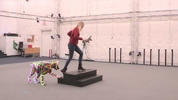 Quadruped Motion Capture Data Processing Reel