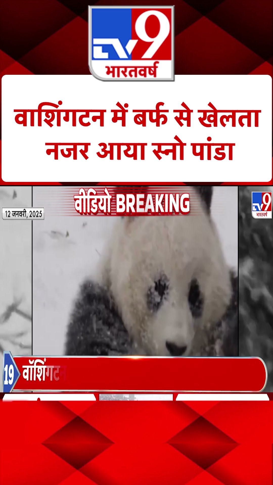 Washington से आई स्नो पांडा की खूबसूरत तस्वीर |#ytshorts