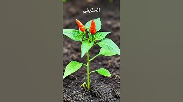 اللهم اجعل القرآن الكريم ربيع قلوبنا ونور صدورنا #القران_الكريم #القران_راحة_نفسية #القران_الكريم