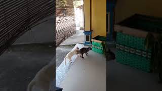 detik² habisnya kesabaran abg biru 🤣 #cat #kucing #kucinglucu #funny #trending #humor #komedi #meow