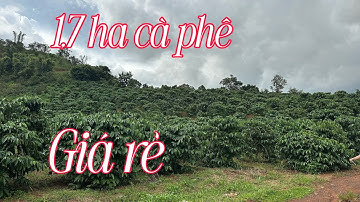 1,7 Ha Cà Phê Giá Rẻ 