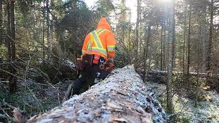 Chewing thru a black spruce with my 562xp