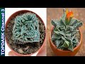 8 Lindas Variedades de Faucaria