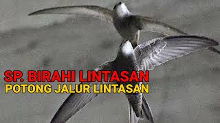 Suara Walet BIRAHI LINTASAN, Resfon TOP Musim Kawin & Lintasan