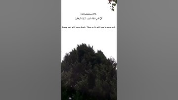 عبدالرحمن مسعد - سورة العنكبوت