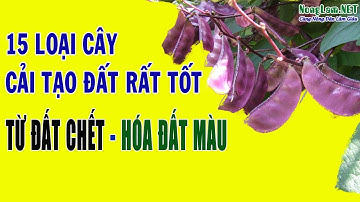 Trồng Cây Gì Cải Tạo Đất ? 15 Loại Cây Đậu Cải Tạo Đất Tốt, Khỏi Tốn Tiền Mua Phân Bón