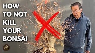 How To Not Kill Your Bonsai | Q&A by Bonsai Heirloom 4,625 views 2 weeks ago 14 minutes, 39 seconds