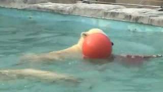 プールで浮き玉遊び(5月9日)