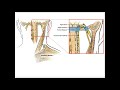 Spinal Accessory Nerve (CN XI) | Anatomy &amp; Functions