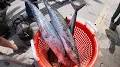 Video for cheap fishing charters panama city beach