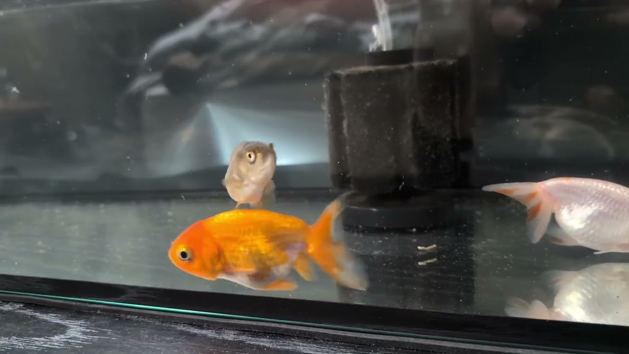 らんちゅう水槽　90センチ水槽・スリム