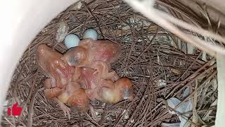 Java K Bachy Bhar Aa Gay || Java Breeding progress @Havenandhaven