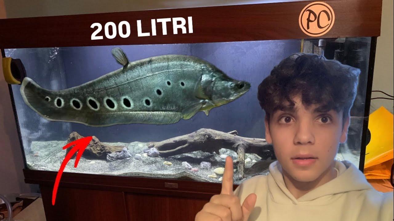 NUOVO ACQUARIO da 200 litri per il mio CLOWN KNIFE FISH + scelgo il ...