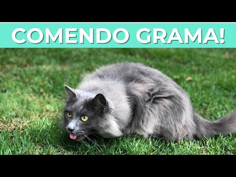 Vídeo: Por que os gatos gostam de tomar sol?