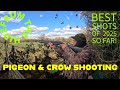 BEST SHOTS OF 2025...SO FAR!!! - FROM THE HIDE #fieldsports #hunting #pigeonshooting