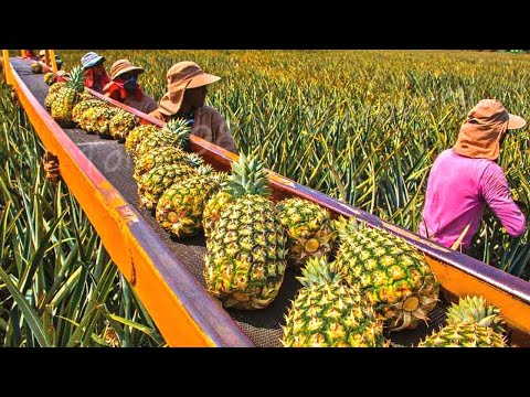 How American Farmers Pick Millions Of Pineapples - Pineapple Processing Factory