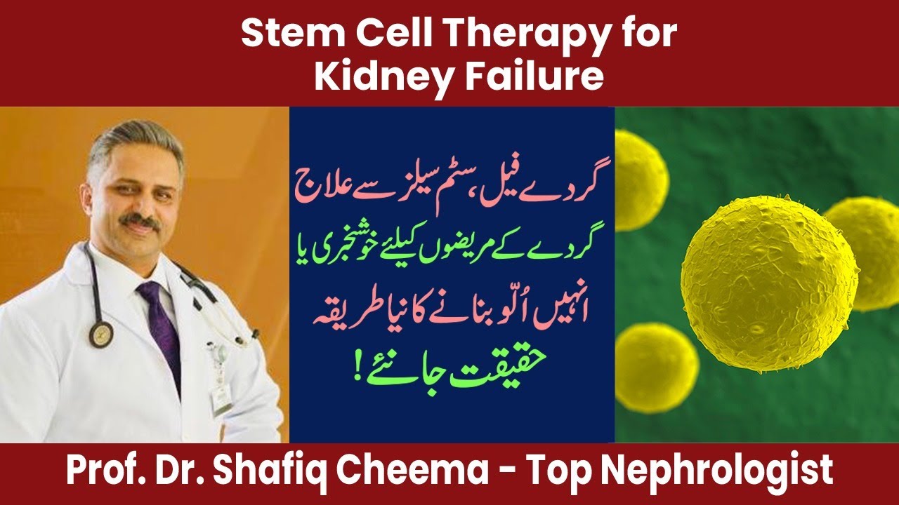 Role of Stem Cell Therapy In Kidney Failure - YouTube