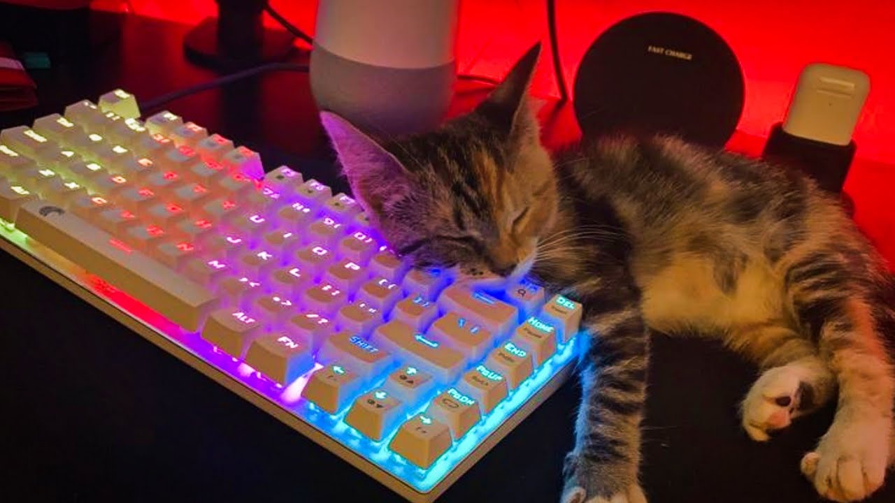 Gato Gamer