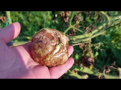 Video: Může fungicid poškodit rostliny?