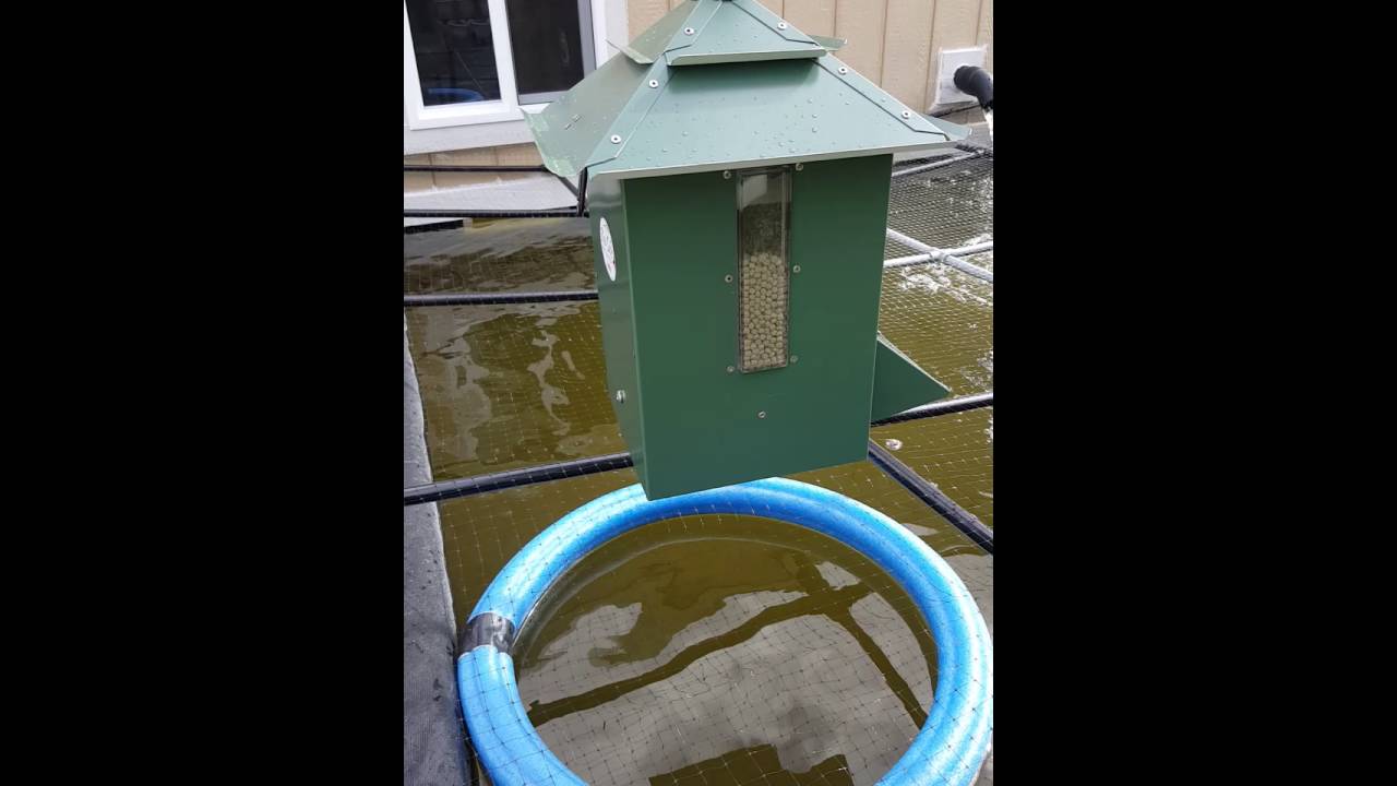 Koi Cafe Automatic Feeder Youtube