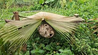 Strong Wind Toppled The Hives - Time To Fix Them