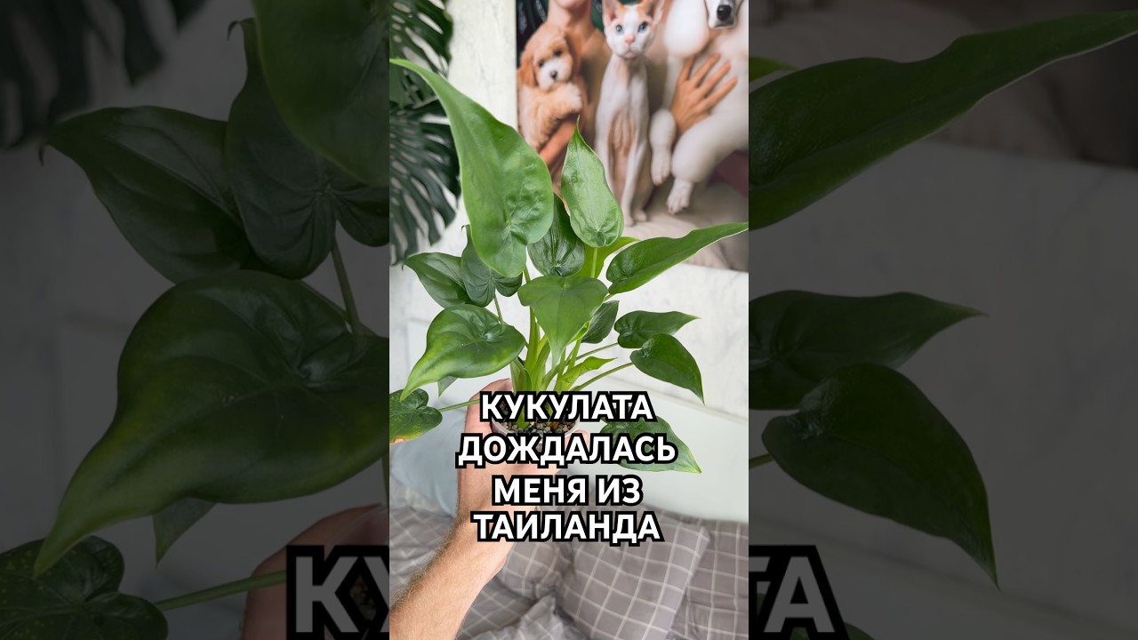 РАСТЕНИЯ СКАЖУТ СПАСИБО ЗА ПЕРЕСАДКУ В ЭТОТ ГРУНТ😃 