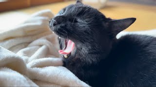 あくびをする黒猫さんYawning Black Cats