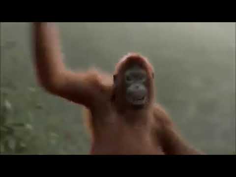 funny-monkey-happy-birthday-song