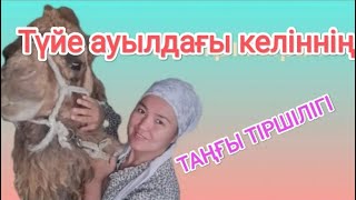 Ауыл таңы.  Түйе ауылдың тіршілігі.  Қарапайым келіннің таңғы тіршілігі.