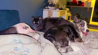 SLEEPING WITH A PIG, A DOG AND A CAT / My day with Alice, cats and other pets