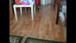Шок! Тайский котенок выполняет команду! Тайские кошки - это чудо! Cats Шок! Тайский котенок выполняет команду! Тайские кошки - это чудо! Cats