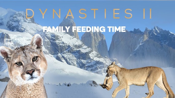 Pumas learn to share | Dynasties II | BBC Earth - YouTube