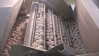 新竹貢丸-台灣美食  How to Make Pork Balls -Taiwanese Food 