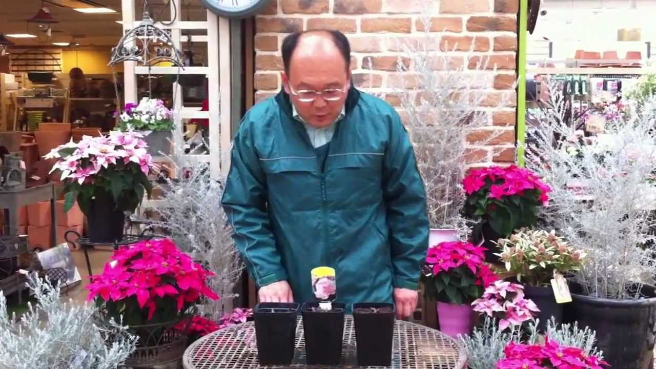 シャクヤク 芍薬 の育て方 日常管理 苗選びのコツ Youtube