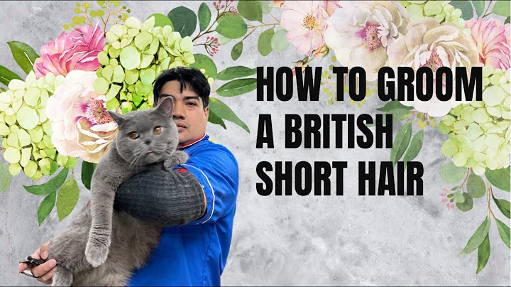 How to groom a British short hair, CAT GROOMING IN QUEENS NY, BEST CAT GROOMER IN QUEENS NY