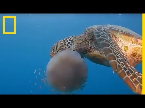 Vidéo: Les tortues caouannes mangent-elles des méduses ?