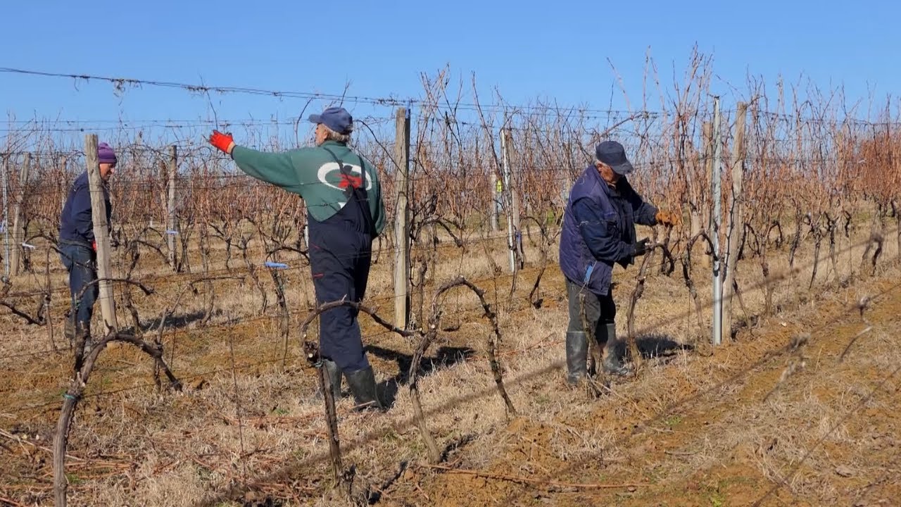 Domaćine kako radiš 14.02.2022. Proizvodnja grožđa i vina, rezidba loze, Plavinac, Žirovnica